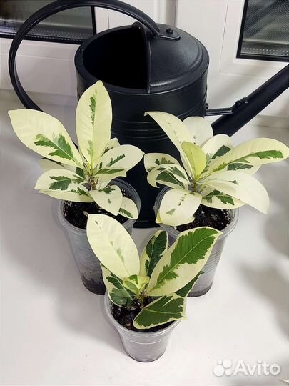 Сортовые фикусы