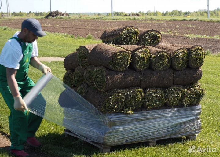 Рулонный газон от производителя, продажа укладка