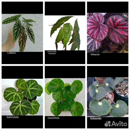 Королевские бегонии