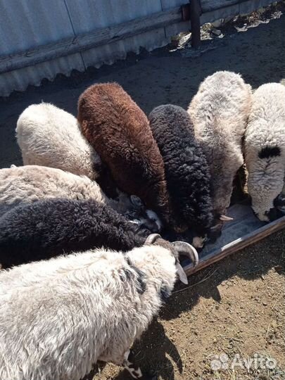 Овцы полукурдючные. Козлята и ягнята молодняк