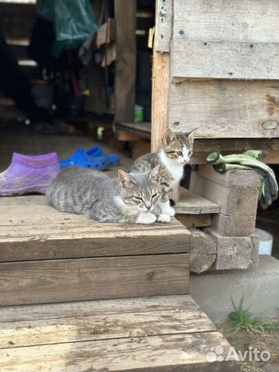 Котята крысоловы