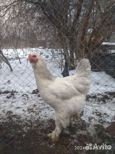 Петухи и куры брама