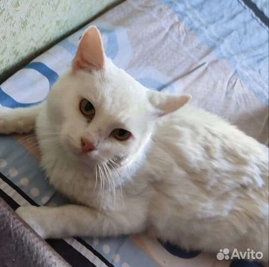 Белая красавица