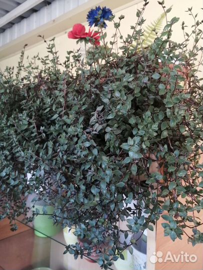 Комнатные растения цветы