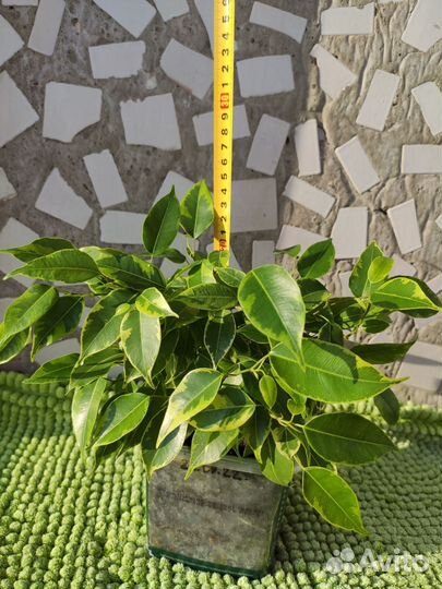 Фикус Бенджамина пестролистный