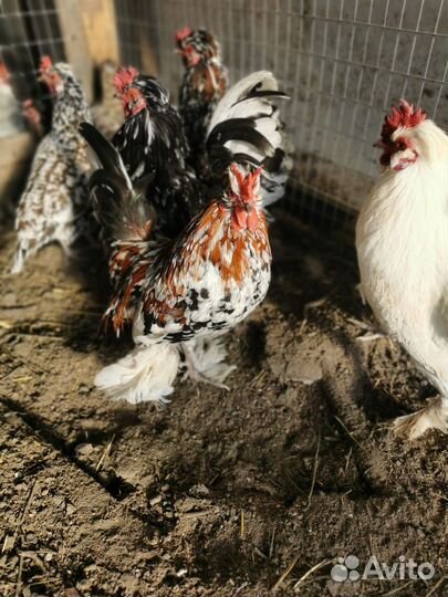 Петушки и курочки Карликовой породы
