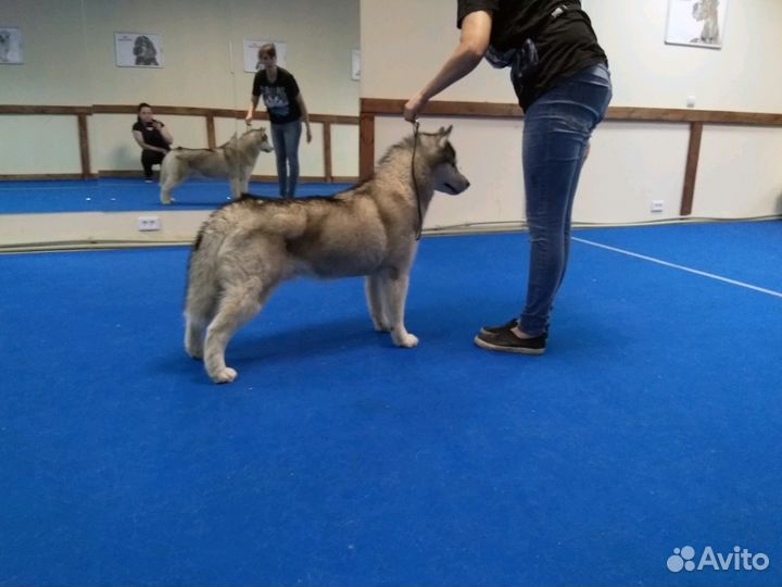 Кинологический центр