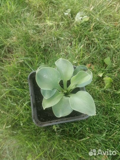 Хоста мышиные ушки