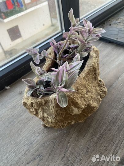 Горшок в форме камня +Традесканция