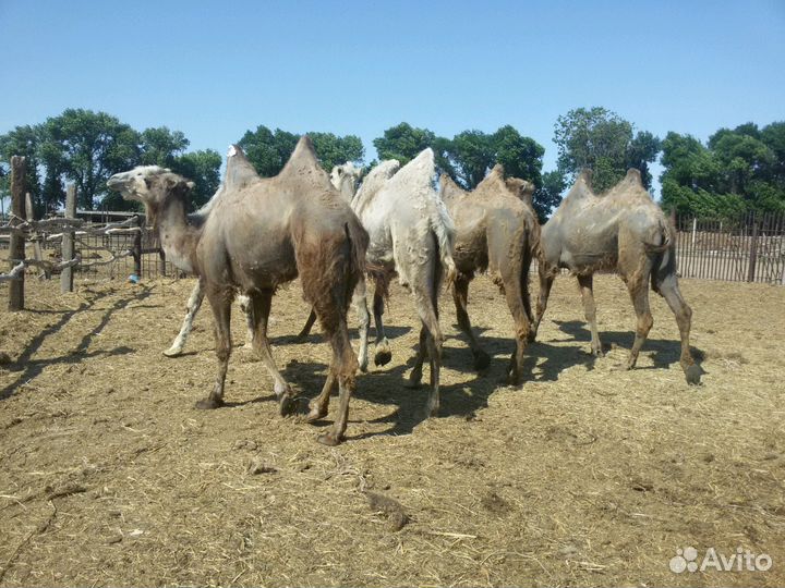 Верблюды калмыцкой породы