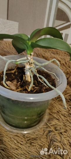 Орхидея комнатное растение