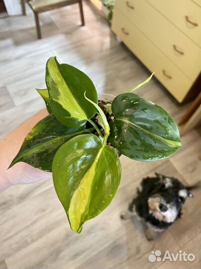 Филодендроны