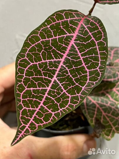 Редкая экзотическая красная лиана Prestonia