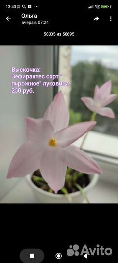 Зефирантес выскочка