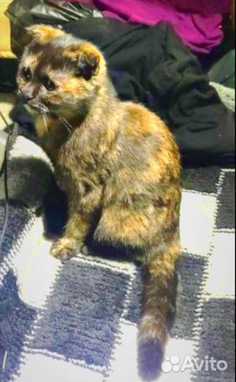 Кошка