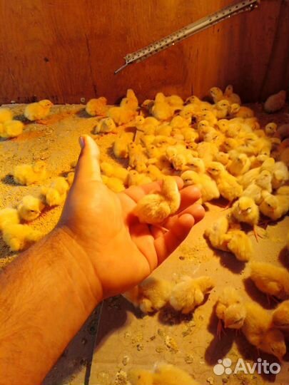 Перепела суточные