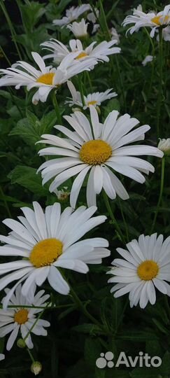 Ромашки садовые (саженцы)