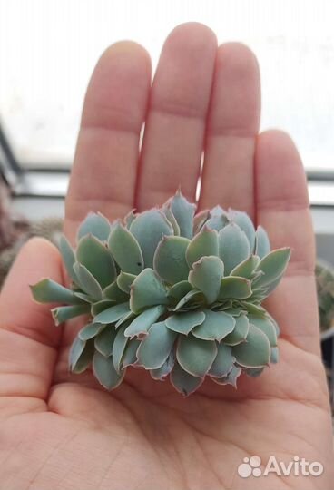 Суккуленты (эхеверии)