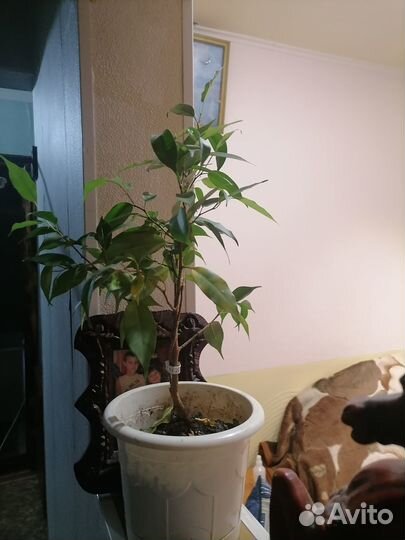 Комнатные растения цветы большие
