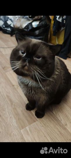 Британский кот на вязку, вязка кошек