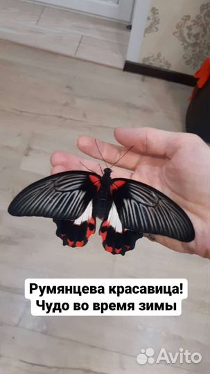 Ферма бабочек, куколки бабочек