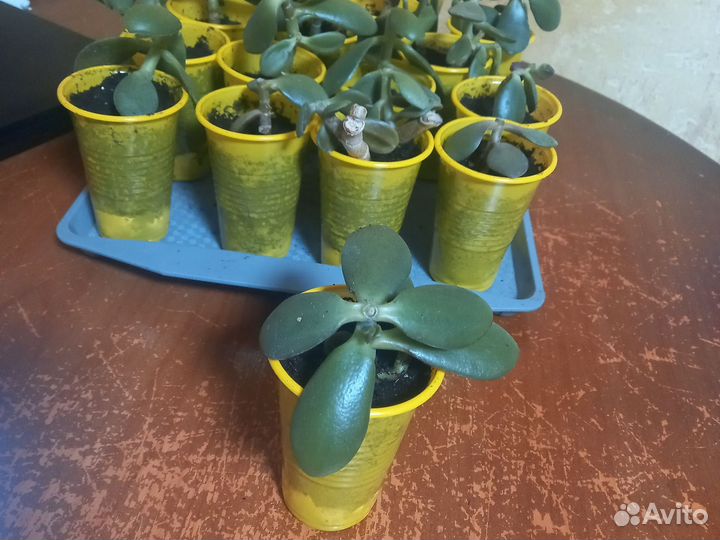Крассула толстянка денежное