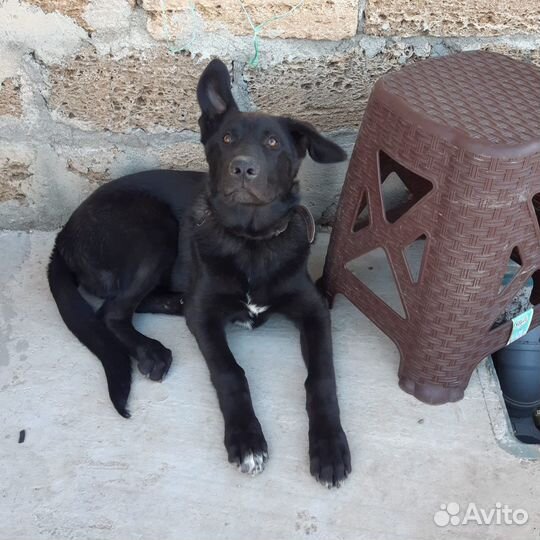 Собака бесплатно