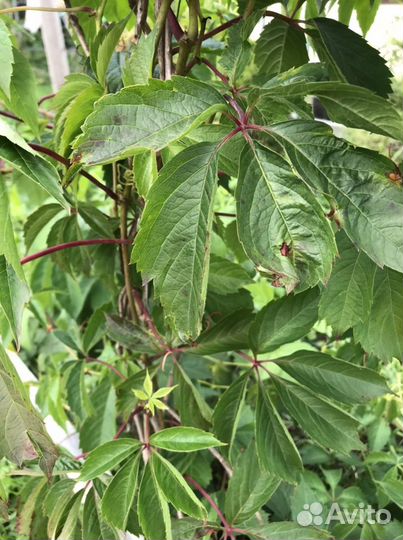 Саженцы девичий виноград