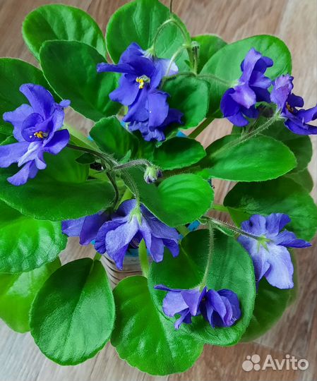 Сортовые фиалки