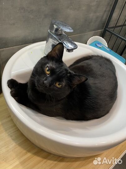 Кот в добрые руки