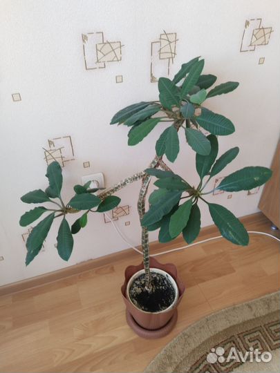 Молочай гребенчатый