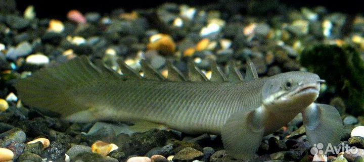 Полиптерус сенегальский