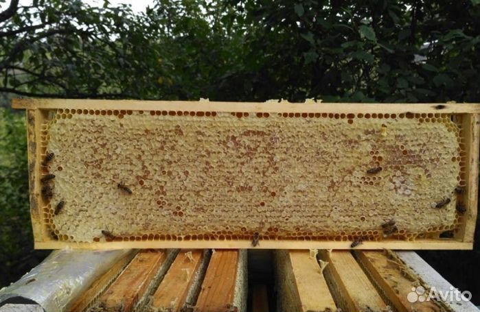 2023 года Мед натуральный опт