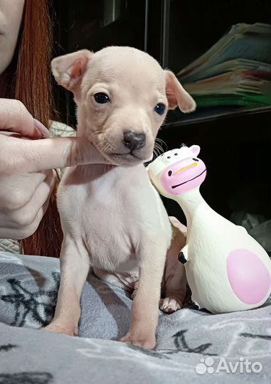 Щенки левретки