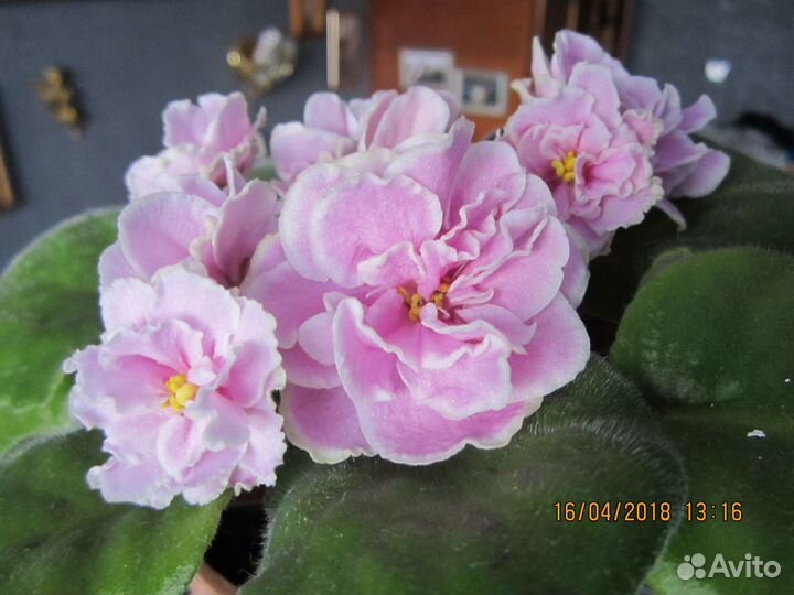 Продаю фиалки