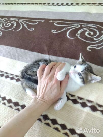 Котенок мальчик 1,5 мес