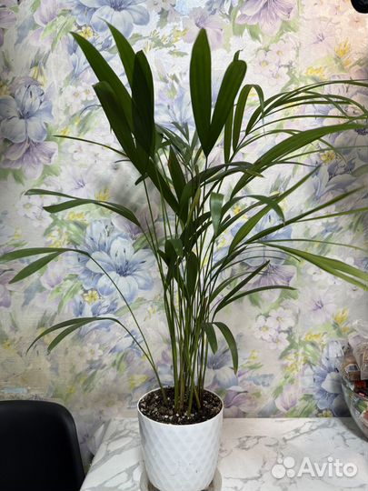 Хризалидокарпус