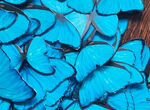Синие Голубые бабочки для букетов 60шт вырезанные