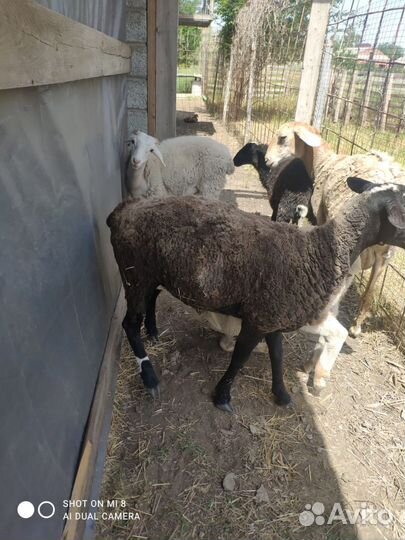 Овцы бараны