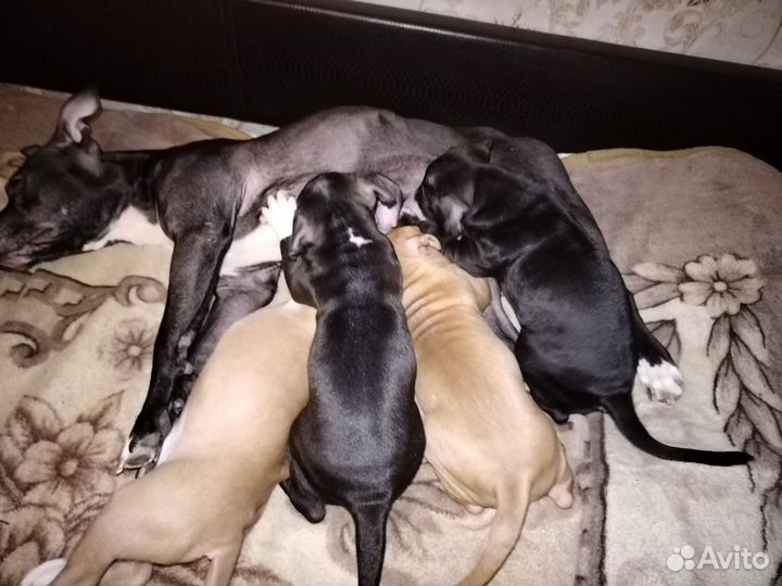 Щенки питбуля