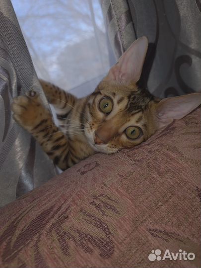 Вязка Бенгальский кот