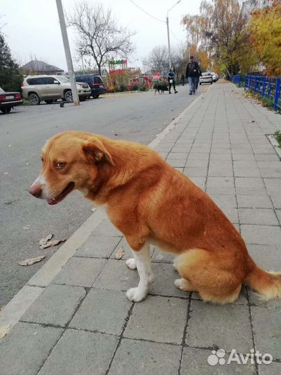 Рыжий песик