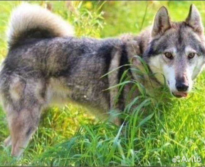 Собачка в добрые руки