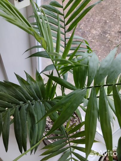 Пальма хамедорея