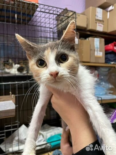 Красотка Руди