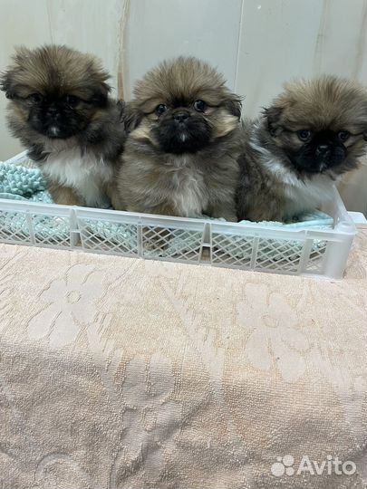 Щенки пекинеса