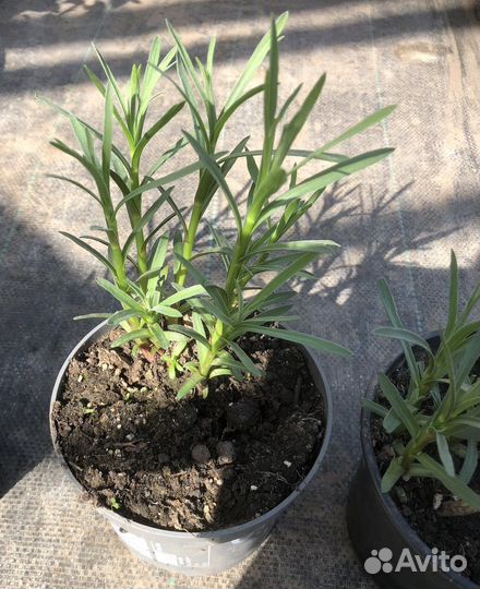 Продаю саженцы эстрагон