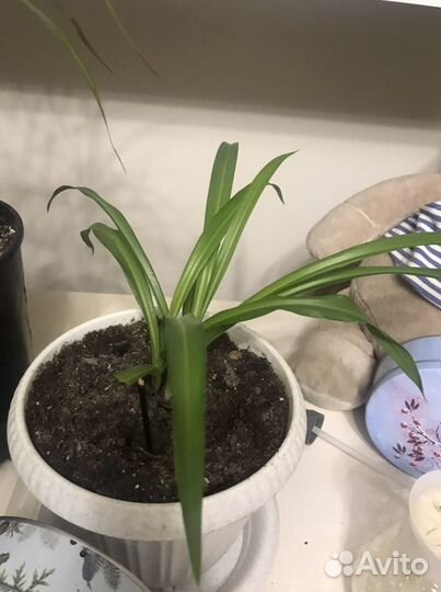 Декабрист Шлюмбергера, Хлорофитум. Растение комн