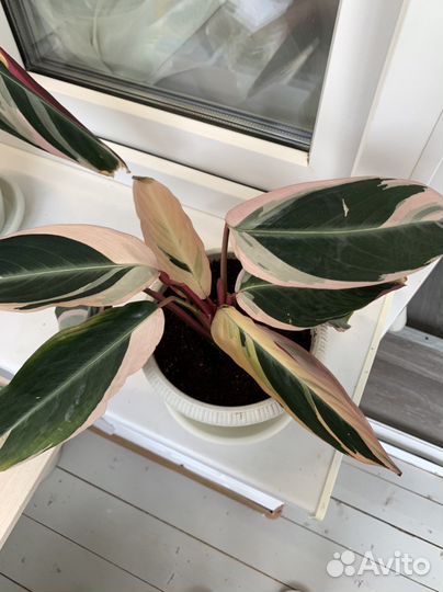 Строманта триколор