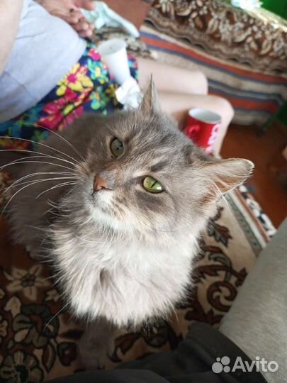 Кошка в дар